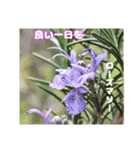 ご挨拶に 初春の山野草のお花を添えて（個別スタンプ：28）
