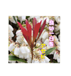 ご挨拶に 初春の山野草のお花を添えて（個別スタンプ：29）