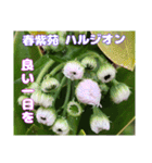 ご挨拶に 初春の山野草のお花を添えて（個別スタンプ：31）