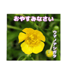 ご挨拶に 初春の山野草のお花を添えて（個別スタンプ：32）