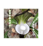 ご挨拶に 初春の山野草のお花を添えて（個別スタンプ：33）
