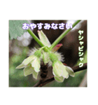 ご挨拶に 初春の山野草のお花を添えて（個別スタンプ：34）