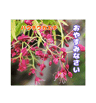 ご挨拶に 初春の山野草のお花を添えて（個別スタンプ：35）