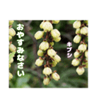 ご挨拶に 初春の山野草のお花を添えて（個別スタンプ：36）