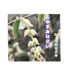 ご挨拶に 初春の山野草のお花を添えて（個別スタンプ：37）