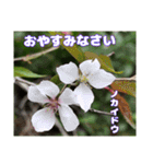 ご挨拶に 初春の山野草のお花を添えて（個別スタンプ：38）