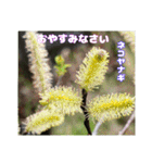 ご挨拶に 初春の山野草のお花を添えて（個別スタンプ：39）