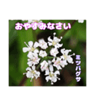 ご挨拶に 初春の山野草のお花を添えて（個別スタンプ：40）