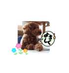 動く！茶色のといぷーさん4（個別スタンプ：3）