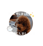 動く！茶色のといぷーさん4（個別スタンプ：12）