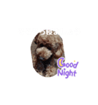 動く！茶色のといぷーさん4（個別スタンプ：16）