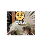 マルとのくらし4（個別スタンプ：5）