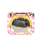 うさぴょんといぬわん（個別スタンプ：6）
