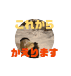 のりぞうだより（個別スタンプ：4）