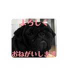 のりぞうだより（個別スタンプ：7）