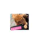 動くにゃんず三兄弟（個別スタンプ：5）