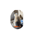 ミーアキャットが（個別スタンプ：3）