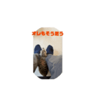 ミーアキャットが（個別スタンプ：5）