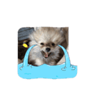 ぺあしゃんスタンプ（個別スタンプ：3）