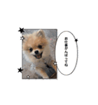 ぺあしゃんスタンプ（個別スタンプ：7）