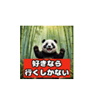 恋愛相談パンダ（個別スタンプ：3）
