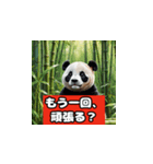恋愛相談パンダ（個別スタンプ：20）