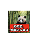 恋愛相談パンダ（個別スタンプ：29）