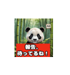 恋愛相談パンダ（個別スタンプ：40）