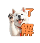 白い北海道犬のかわいい挨拶♪（個別スタンプ：1）