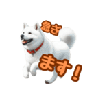 白い北海道犬のかわいい挨拶♪（個別スタンプ：3）