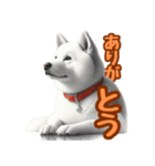 白い北海道犬のかわいい挨拶♪（個別スタンプ：6）