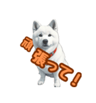 白い北海道犬のかわいい挨拶♪（個別スタンプ：7）