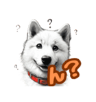 白い北海道犬のかわいい挨拶♪（個別スタンプ：8）