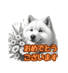 白い北海道犬のかわいい挨拶♪（個別スタンプ：9）