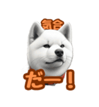 白い北海道犬のかわいい挨拶♪（個別スタンプ：11）