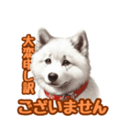白い北海道犬のかわいい挨拶♪（個別スタンプ：13）