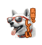 白い北海道犬のかわいい挨拶♪（個別スタンプ：15）