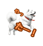 白い北海道犬のかわいい挨拶♪（個別スタンプ：19）