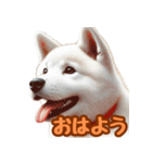 白い北海道犬のかわいい挨拶♪（個別スタンプ：20）