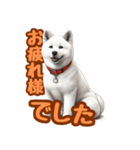 白い北海道犬のかわいい挨拶♪（個別スタンプ：21）