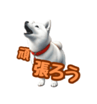 白い北海道犬のかわいい挨拶♪（個別スタンプ：24）