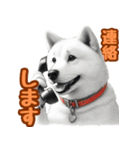 白い北海道犬のかわいい挨拶♪（個別スタンプ：26）
