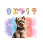 ヨークシャテリアのカラフルスタンプ（個別スタンプ：17）