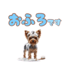 ヨークシャテリアのカラフルスタンプ（個別スタンプ：20）