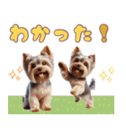 ヨークシャテリアのカラフルスタンプ（個別スタンプ：24）