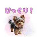 ヨークシャテリアのカラフルスタンプ（個別スタンプ：25）
