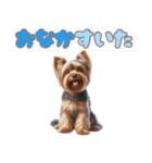 ヨークシャテリアのカラフルスタンプ（個別スタンプ：39）