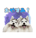 年中使える！可愛いハスキー（個別スタンプ：3）
