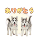 年中使える！可愛いハスキー（個別スタンプ：4）