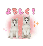 年中使える！可愛いハスキー（個別スタンプ：5）